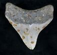 Serrated Megalodon Tooth - North Carolina #20716-2